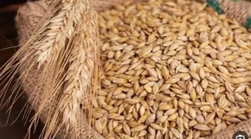 تغيرات سعر طن الأرز الشعير اليوم وتأثيرها على أسعار السلع الأساسية في الأسواق